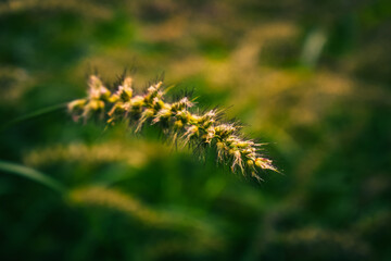 Obraz premium Softly lit wild grass seed heads in a lush green field, capturing natural texture, calmness, and organic beauty