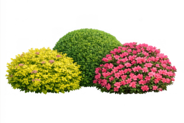 Colorful ornamental plants including azalea and spirea shrubs creating garden landscaping elements, transparent background