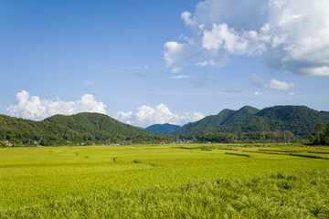 Fototapeta premium Vast green rice paddies stretch toward forested hills under a bright blue sky with scattered clouds near Dien Bien Phu. The landscape is sunlit and tranquil, evoking a peaceful rural atmosphere.