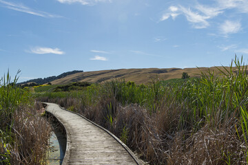 ニュージーランド　ホークス・ベイ地方にある湿地保護区のペカペカ・リージョナルパーク