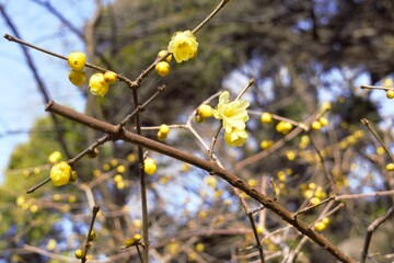 Chimonanthus praecox in winter garden