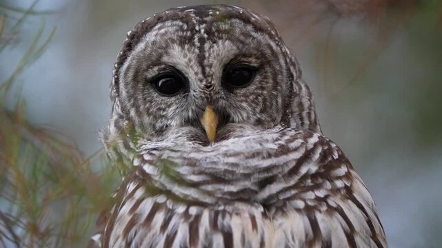 barred owl