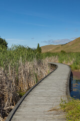 ニュージーランド　ホークス・ベイ地方にある湿地保護区のペカペカ・リージョナルパーク