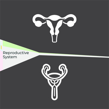 Human reproductive system