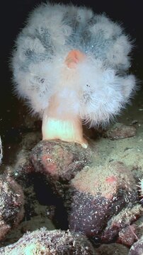 Observe a vibrant sea urchin moving slowly in its underwater habitat near a large, fluffy anemone. A glimpse into the quiet life under the sea, early morning.