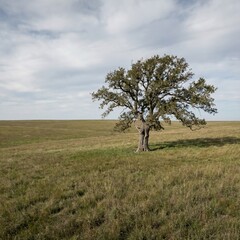 Single tree standing in open grassland under a cloudy sky. Concept image for nature balance, climate awareness, environment protection, and natural resilience.