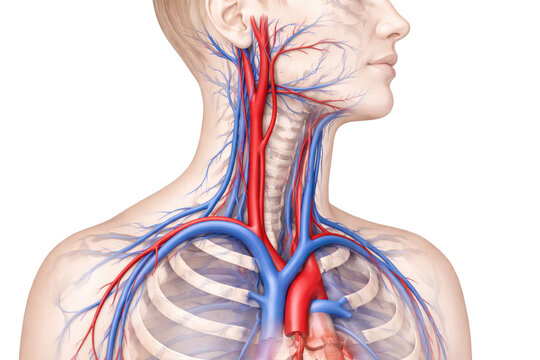 Human neck and upper chest arterial venous system detailed medical anatomy illustration showing carotid jugular vessels isolated on white background