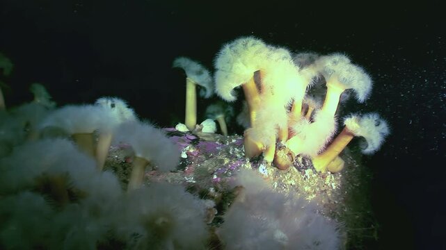 Gentle giants of the deep, Metridium senile sway in the Arctic currents. These soft anemones create a ghostly dance in the cold, dark sea.