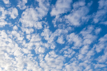 Obraz premium 冬の朝の空にうろこ雲11