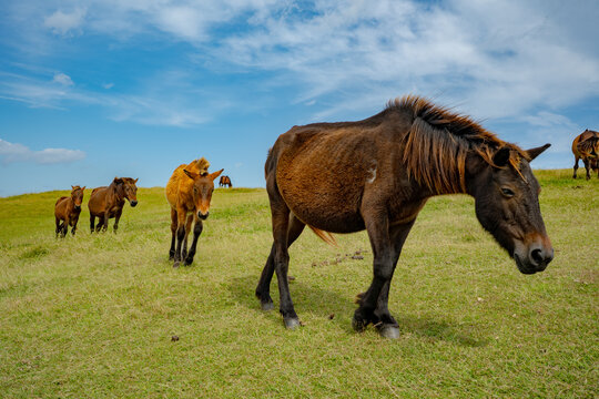 日本在来馬」の写真素材 | 318件の無料イラスト画像 | Adobe Stock