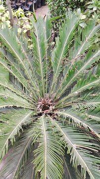 Cycad Plant Top View Symmetrical Rosette of Feather-Like Green Leaves in Garden Setting 4k video