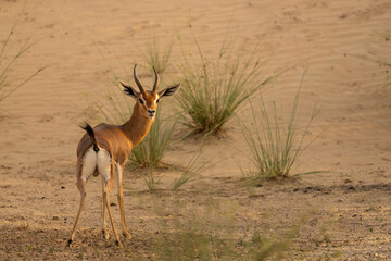 Arabian mountain gazelle looking back while standing still
