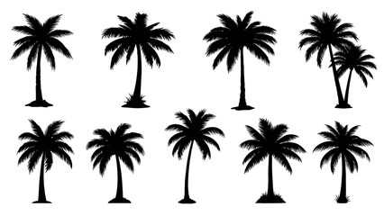 Set of black palm tree silhouettes on white background. © Suro