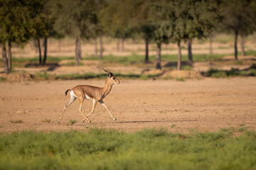 Arabian mountain gazelle running across in a desert landscape