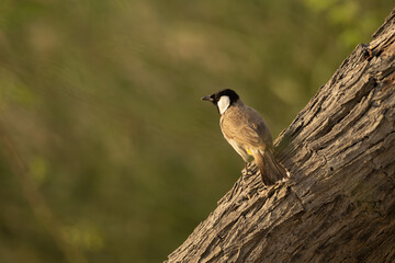 White-eared bulbul perched on a slanted tree trunk