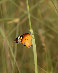 Lone Plain tiger butterfly resting on grass in golden light