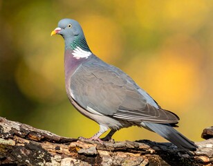 Obraz premium Pigeon perched on a branch, gray feathers and yellow beak, against a blurred background of golden autumn leaves