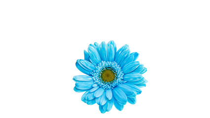 青く着色されたガーベラのマクロ 背景透過素材