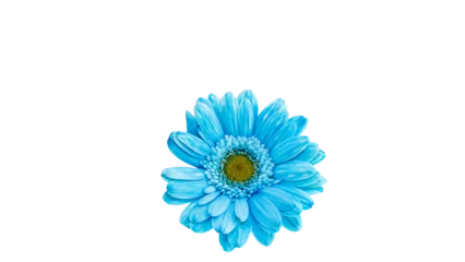 Fototapeten Gerbera 青く着色されたガーベラのマクロ 背景透過素材  © RYOSUKE