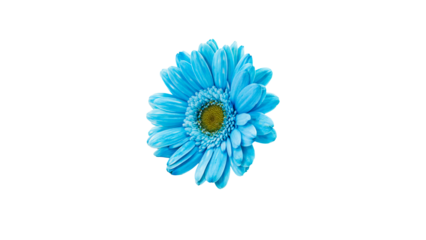 青く着色されたガーベラのマクロ 背景透過素材