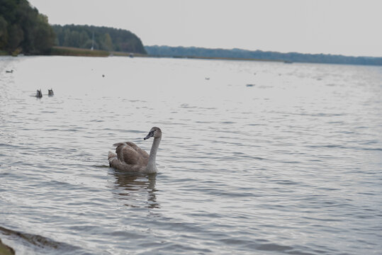 A young gray swan swims gracefully in a calm lake. The water reflects the surrounding trees and sky, creating a serene natural scene.