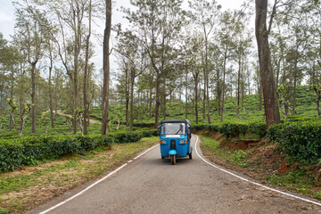 Tuktuk taxi travels along winding road through highland tea plantations of Sri Lanka at sunset.