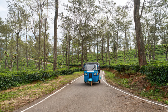 Tuktuk taxi travels along winding road through highland tea plantations of Sri Lanka at sunset.