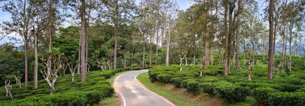 Winding road through highland tea plantations of Sri Lanka sunset.