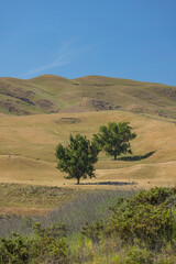 ニュージーランド　ホークス・ベイ地方にあるペカペカ・リージョナルパークから見える丘