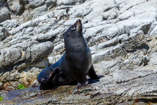 New Zealand Fur Seal looking up on coastal rocks