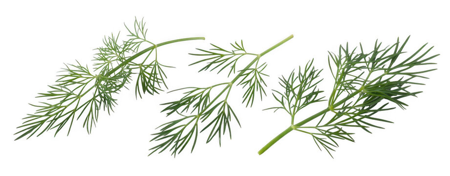 Fresh green dill herb leaves isolated on a transparent background