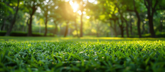 Fresh Green Grass with Soft Sunlight and Blurred Park Background