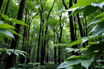 Lush green forest with tall trees and vibrant foliage, creating a serene and tranquil natural environment.