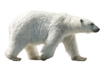 Polar bear walking with thick white fur texture, subtle cool shading, sturdy legs, rounded body mass, and realistic paw details with gentle ground shadow isolated on transparent background.