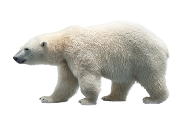 Polar bear walking with thick white fur texture, subtle cool shading, sturdy legs, rounded body mass, and realistic paw details with gentle ground shadow isolated on transparent background.