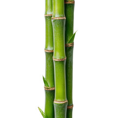 Fototapeta premium Green bamboo stalk segment standing vertically with visible nodes, subtle natural texture, glossy plant surface, and clean cut ends with realistic shading isolated on transparent background.