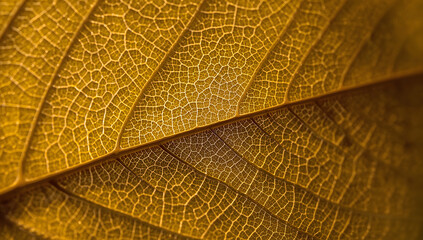 Leaf Texture Close-up
