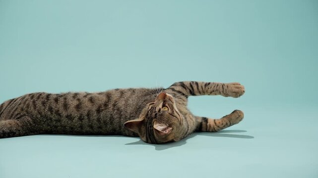 A grey tabby cat lies flat with paws raised toward a yellow toy. The moment captures an upward swipe mid-motion.