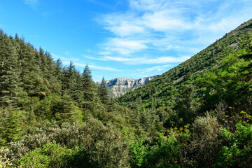 Dense pine trees cover a lush valley framed by steep green slopes, with a sunlit limestone plateau visible in the distance under a vibrant blue sky at Cirque de Navacelles. Natural textures and clear