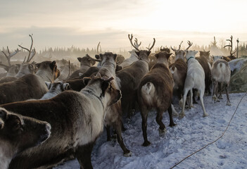 Reindeer gather and move across a snowy landscape in a northern forest as the sun sets. Shadows stretch and light glimmers off the snow in the cold winter air. © Sergo