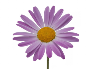 Purple daisy flower isolated isolated on a transparent background