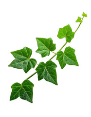 Vibrant Green Ivy Leaves on a Deep Black Background