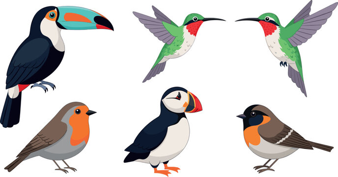 Colorful cartoon bird vector set with toucan, hummingbirds, puffin and robin for nature design