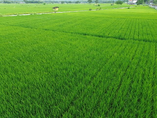 Fototapeta premium Aerial View Of Lush Green Rice Fields Divided Into Rectangular Plots With Irrigation Ditches