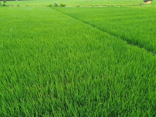 Obraz premium Aerial View Of Lush Green Rice Fields Divided Into Rectangular Plots With Irrigation Ditches