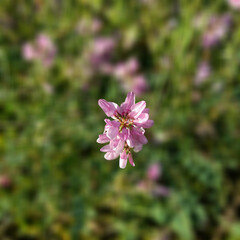 Obraz premium Macro View of Pink Crown Vetch Flower in a Green Field