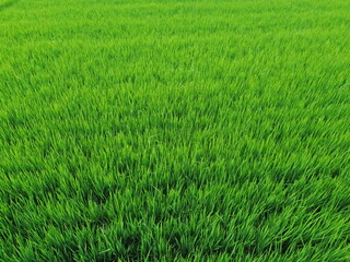 Aerial View Of Lush Green Rice Fields Divided Into Rectangular Plots With Irrigation Ditches