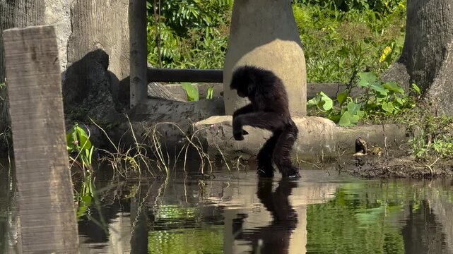Gibbon Monkey Hanging and Moving at Zoo Enclosure