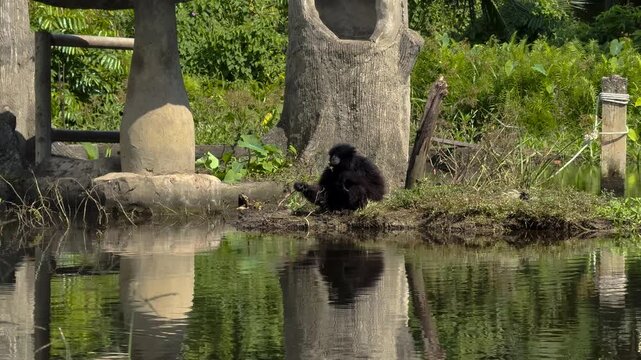 Gibbon Monkey Hanging and Moving at Zoo Enclosure