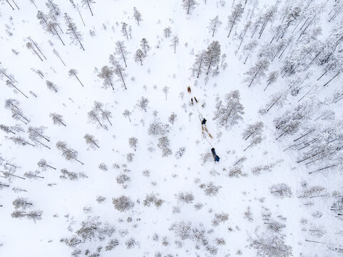 Aerial view of a dogsled team dashes through a pristine snow-laden forest, contrasting the dark silhouettes against the gleaming white expanse, Pudasjarvi, Finland.